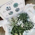 Aloe Box