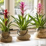 BROMELIA GUZMANIA