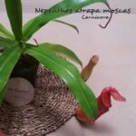 Nephentes Pequeñas