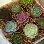 Suculent Box (9 unidades surtidas)