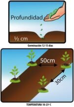 Semillas De Apio Utah - Imagen 2