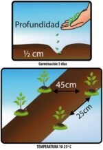 Semillas de Lechuga Batavia - Imagen 2