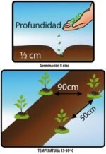 Semillas de Tomate Chonto Santa Cruz - Imagen 2