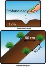 Semillas De Papaya - Imagen 2