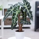 ALOCASIA POLY