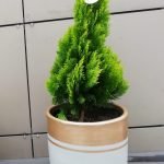 PINO LIBRO PIRAMIDAL - THUJA OCCIDENTALIS