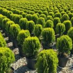 PINO BOLA - THUJA ORIENTALIS