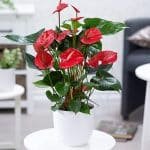 ANTURIO HOLANDÉS CON MATERA DECORATIVA BAHIA