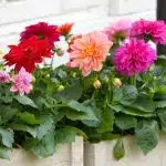 DALIA