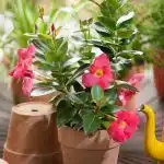 DIPLADENIA