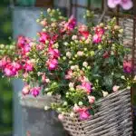 FUCSIAS- PENDIENTES DE REINA