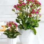 KALANCHOE
