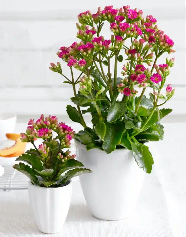 KALANCHOE - Imagen 1