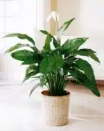 LIRIO DE LA PAZ