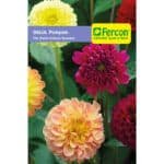 Semillas De Dalia Pompom Doble Variada X 0.5 GR