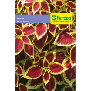 Semillas De Gitana Mezcla Arco Iris X 0.3gr