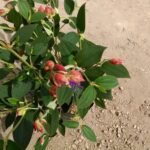 SIETE CUEROS- NAZARENO