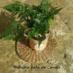 HELECHO PATA DE CONEJO