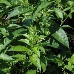 CABALLERO DE LA NOCHE