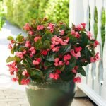 BEGONIA BIG