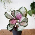 CALATHEA CORONA