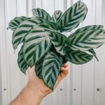 CALATHEA FREDDIE