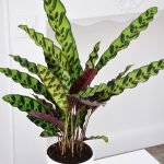 CALATHEA LANCIFOLIA