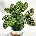 CALATHEA MAKOYANA
