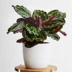 CALATHEA MEDALLON