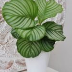 CALATHEA ORBIFOLIA