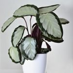 CALATHEA PICTURATA