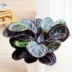 CALATHEA ROSEOPICTA DOTTIE
