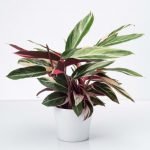 CALATHEA TRIOSTAR