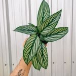 CALATHEA VITTATA