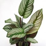 CALATHEA WHITE STAR