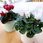 CICLAMEN MINI - MACETA CERAMICA