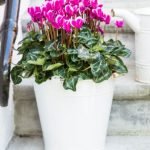 CICLAMEN - VIOLETA DE LOS ALPES