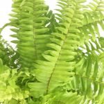 HELECHO BOSTON LIMÓN