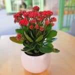 KALANCHOE MINI - MACETA CERAMICA