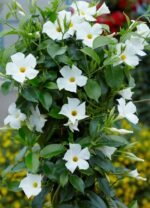 MANDEVILLA - Imagen 2