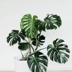 MONSTERA DELICIOSA