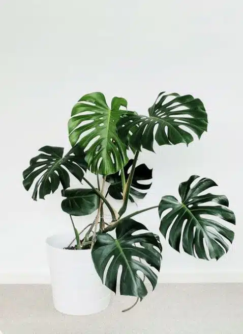 philodendron white princess moosstab Philodendron White Princess | Houseplants main image 0