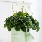 PEPEROMIA CAPERATA