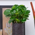 PEPEROMIA OBTUSIFOLIA