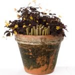 TREBOL LLUVIA DE ORO