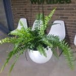 HELECHO BOSTON EN ESFERA COLGANTE DE CERÁMICA