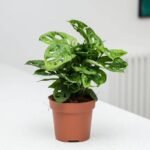 MONSTERA ANDANSONII - HOJA ROTA