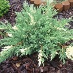 PINO RASTRERO VARIEGADO