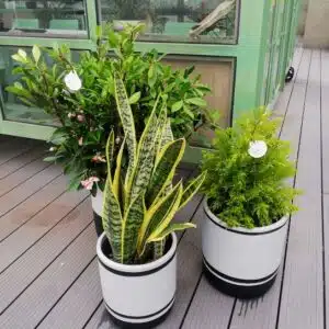 plantas a domicilio en Bogotá lengua de suegra