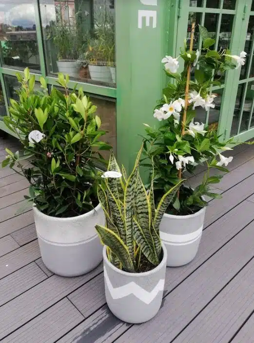 plantas a domicilio en Bogotá lengua de suegra